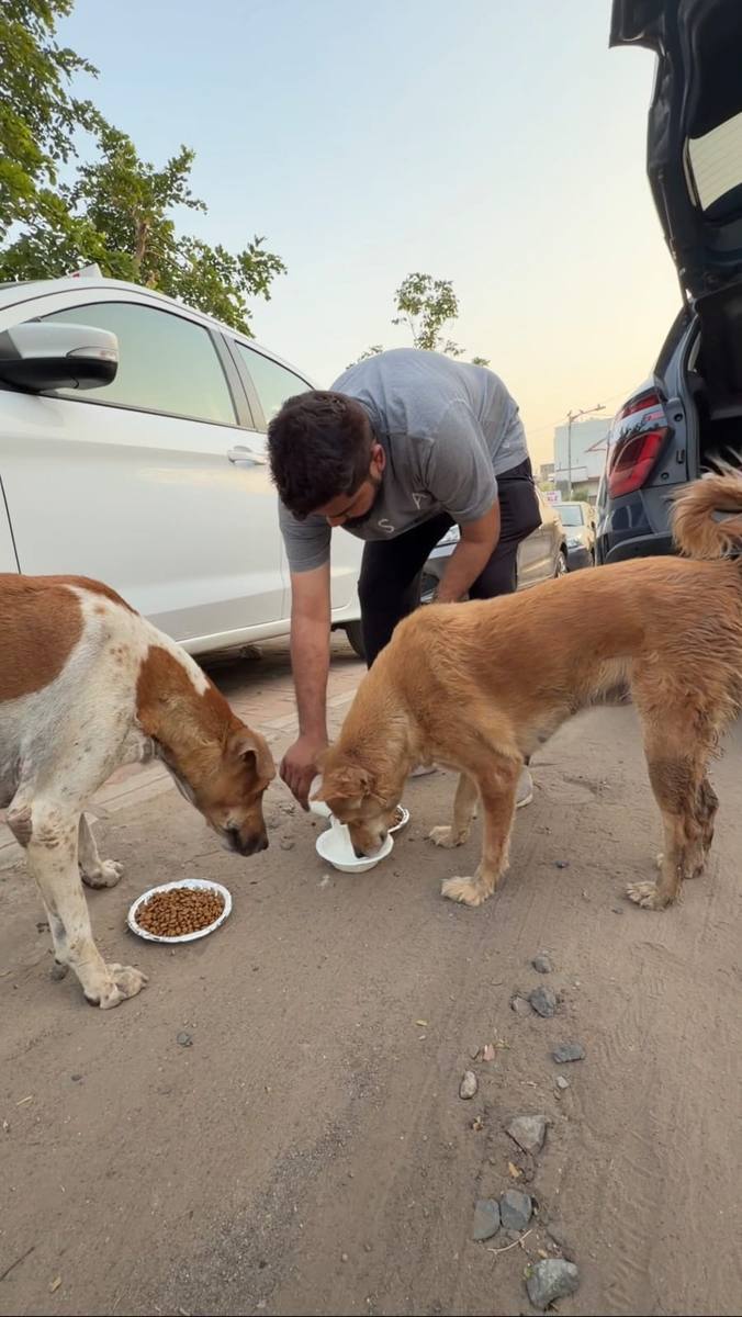 Dog feeding photo 3